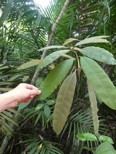 Calophyllum macrocarpum