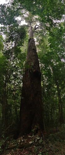 Calophyllum polyanthum — photo