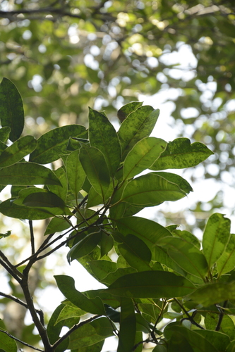 Calophyllum polyanthum