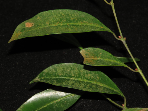 Calophyllum pulcherrimum — photo