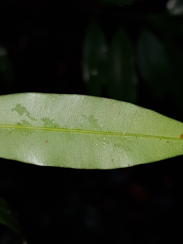 Calophyllum pulcherrimum — photo