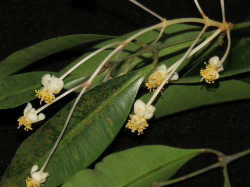 Calophyllum pulcherrimum