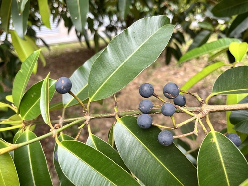 Calophyllum soulattri (Nicobar canoe tree) — photo