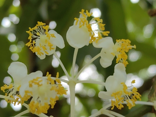 Calophyllum soulattri (Nicobar canoe tree) — photo
