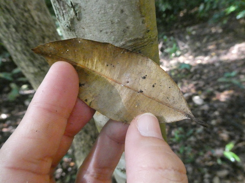 Calophyllum tetrapterum