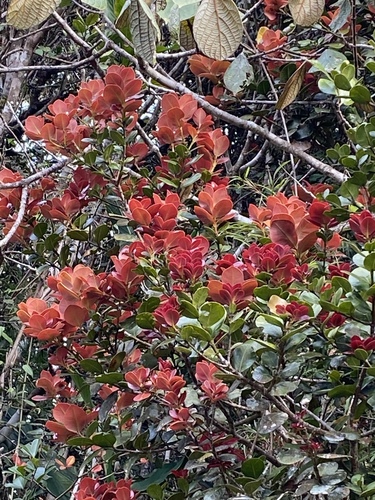 Calophyllum walkeri