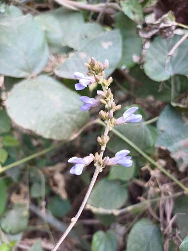 Calopogonium caeruleum (Wild jicama) — photo
