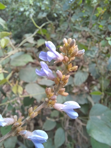 Calopogonium caeruleum (Wild jicama) — photo