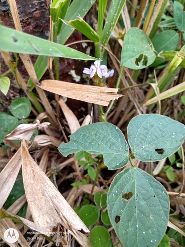Calopogonium mucunoides (Calapo) — photo