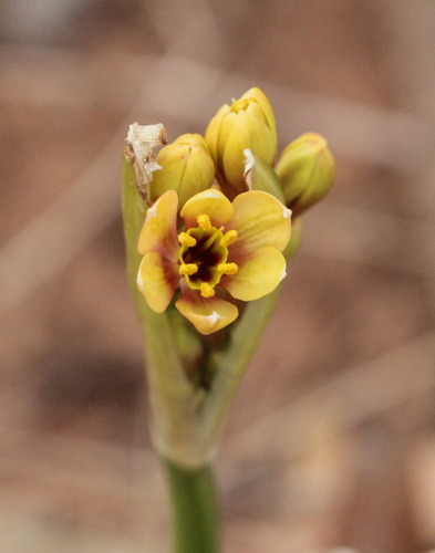 Calostemma luteum (Yellow Garland lily) — photo