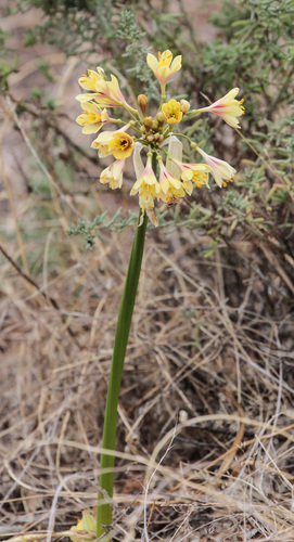Calostemma luteum (Yellow Garland lily) — photo