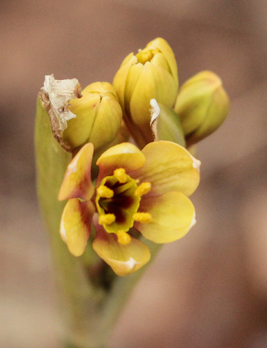 Calostemma luteum