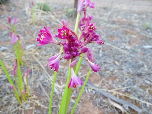 Calostemma purpureum (Purple Garland lily) — photo