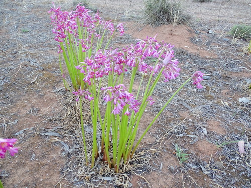 Calostemma purpureum (Purple Garland lily) — photo