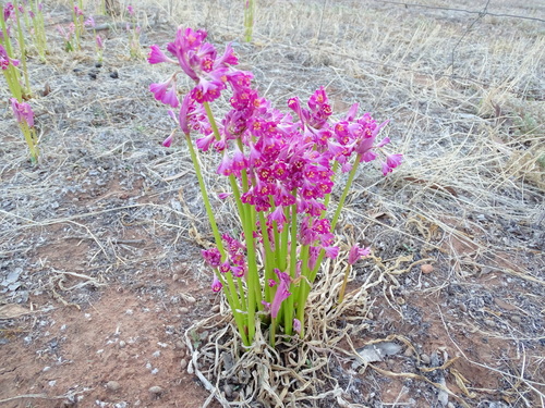 Calostemma purpureum