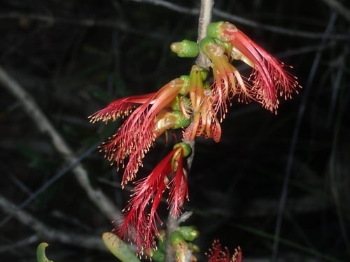 Calothamnus quadrifidus (One-sided bottlebrush) — photo