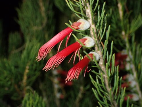 Calothamnus sanguineus (Silver-leafed blood flower) — photo
