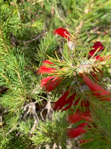 Calothamnus sanguineus (Silver-leafed blood flower) — photo