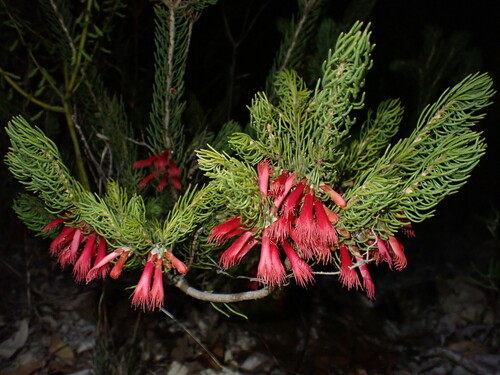 Calothamnus sanguineus