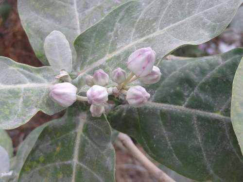 Calotropis gigantea (Bow-string hemp) — photo