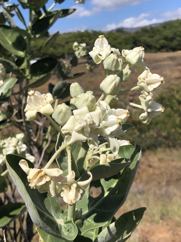 Calotropis gigantea (Bow-string hemp) — photo