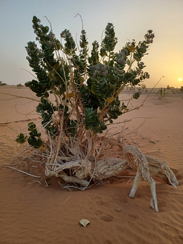 Calotropis procera (Caltrops) — photo
