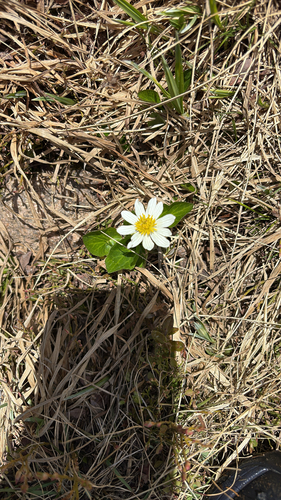Caltha leptosepala (Western marsh marigold) — photo