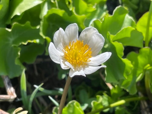 Caltha leptosepala