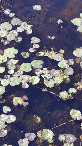 Caltha natans — photo
