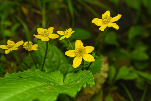 Caltha palustris var. alba — photo