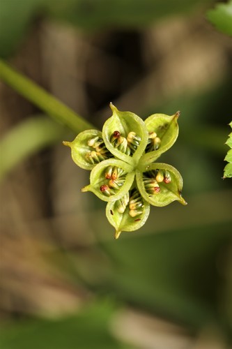 Caltha palustris var. alba — photo