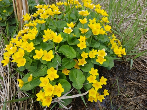 Caltha palustris var. barthei