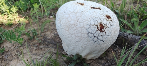 Calvatia caelata (Pukurau) — photo