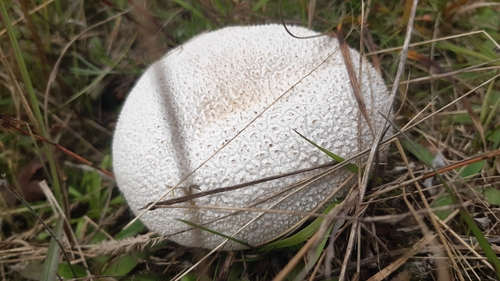 Calvatia caelata (Pukurau) — photo