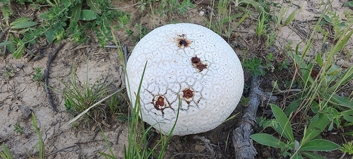 Calvatia caelata