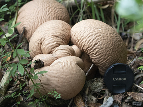 Calvatia craniiformis — photo