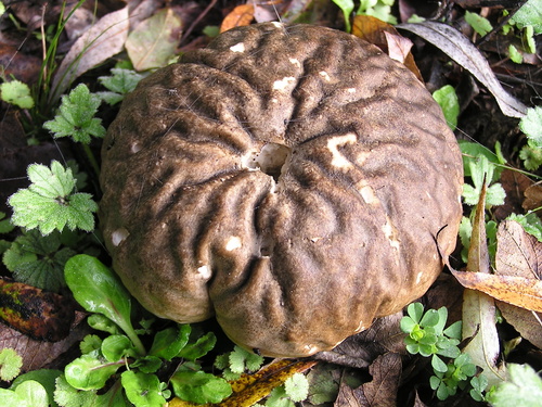Calvatia craniiformis — photo