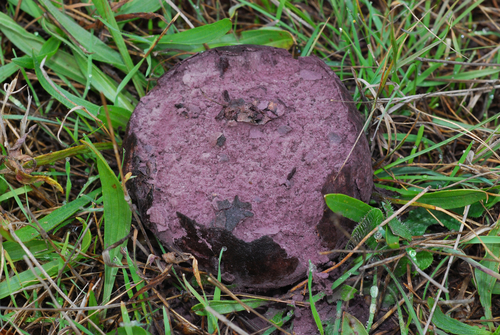 Calvatia cyathiformis (Purple-spored puffball) — photo