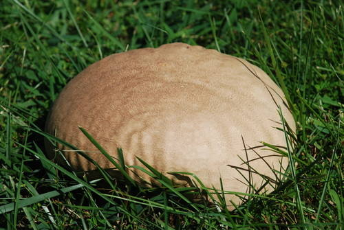 Calvatia cyathiformis (Purple-spored puffball) — photo