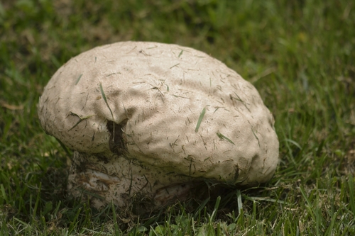 Calvatia cyathiformis