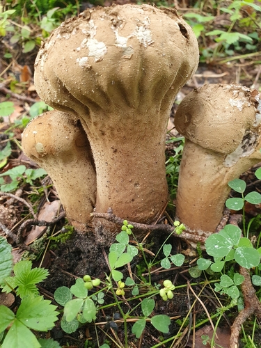 Calvatia excipuliformis (Long-stemmed puffball) — photo