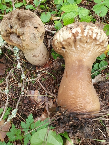 Calvatia excipuliformis (Long-stemmed puffball) — photo