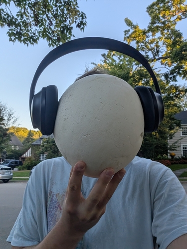 Calvatia gigantea (Giant puffball) — photo