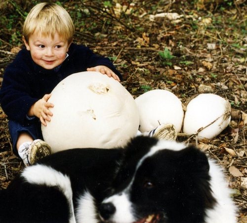 Calvatia gigantea (Giant puffball) — photo