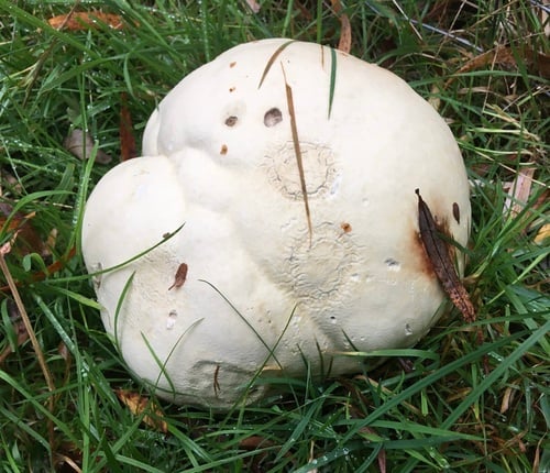 Calvatia gigantea