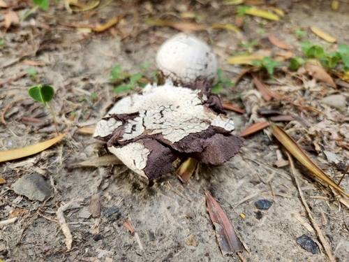 Calvatia lilacina (Puffball) — photo