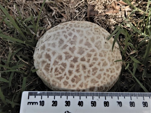 Calvatia lilacina