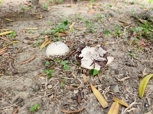 Calvatia lilacina (Puffball) — photo