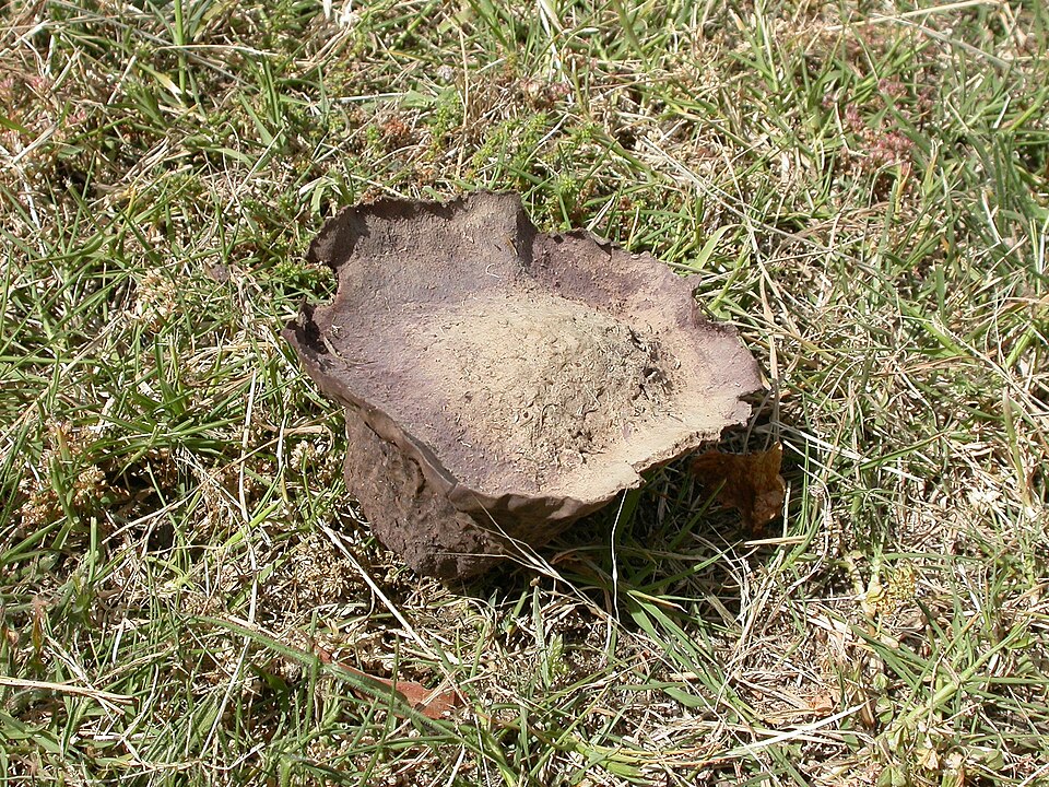 Calvatia sp. (Puff ball) — photo