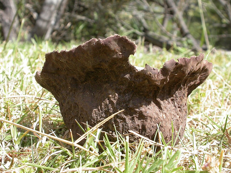 Calvatia sp.